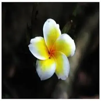 Arali Flowers arali_flowers 2-2103845-7857.webp